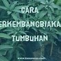 Contoh Tanaman Yang Berkembang Biak Dengan Cara Stolon